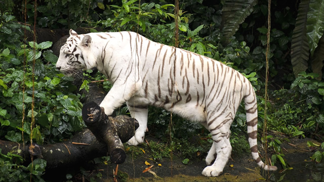 「独立５０周年」魅力溢れるシンガポールの楽しみ方１０選・シンガポール動物園